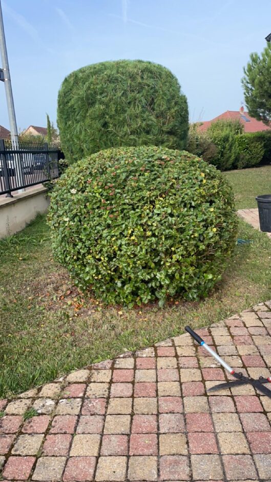 Taille arbustes en boule jardin entretien paysagiste Aube