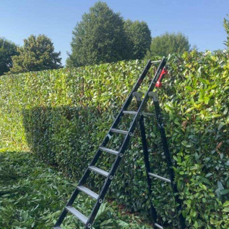 Taille de haie grande hauteur échelle paysagiste Aube